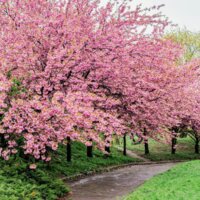 ТОП 5 місць щоб сфотографуватися з сакурами в Києві